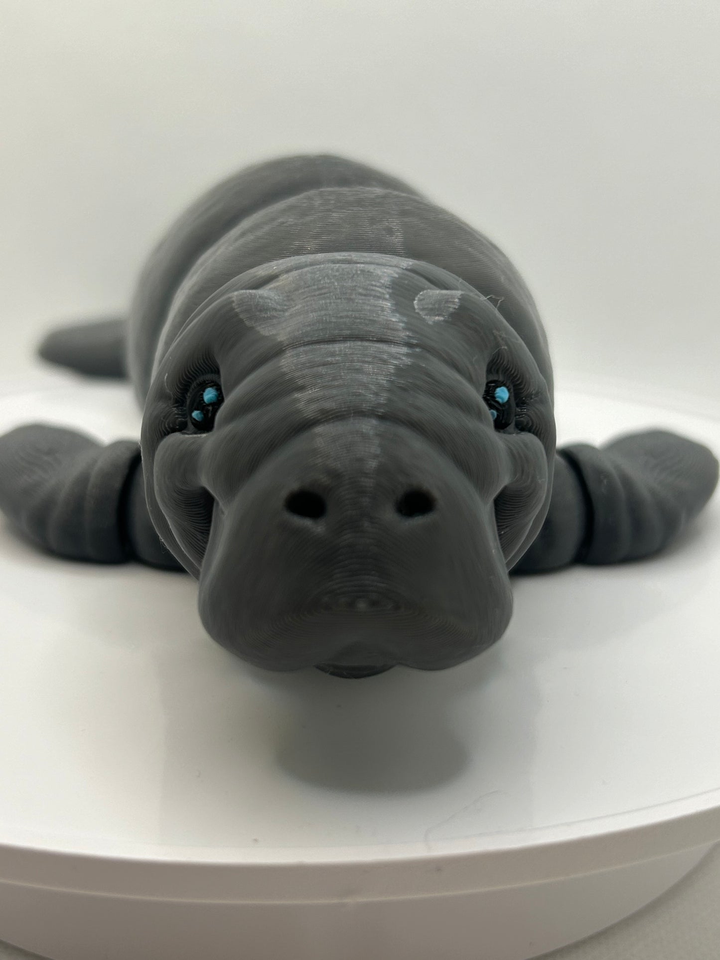 Manatee