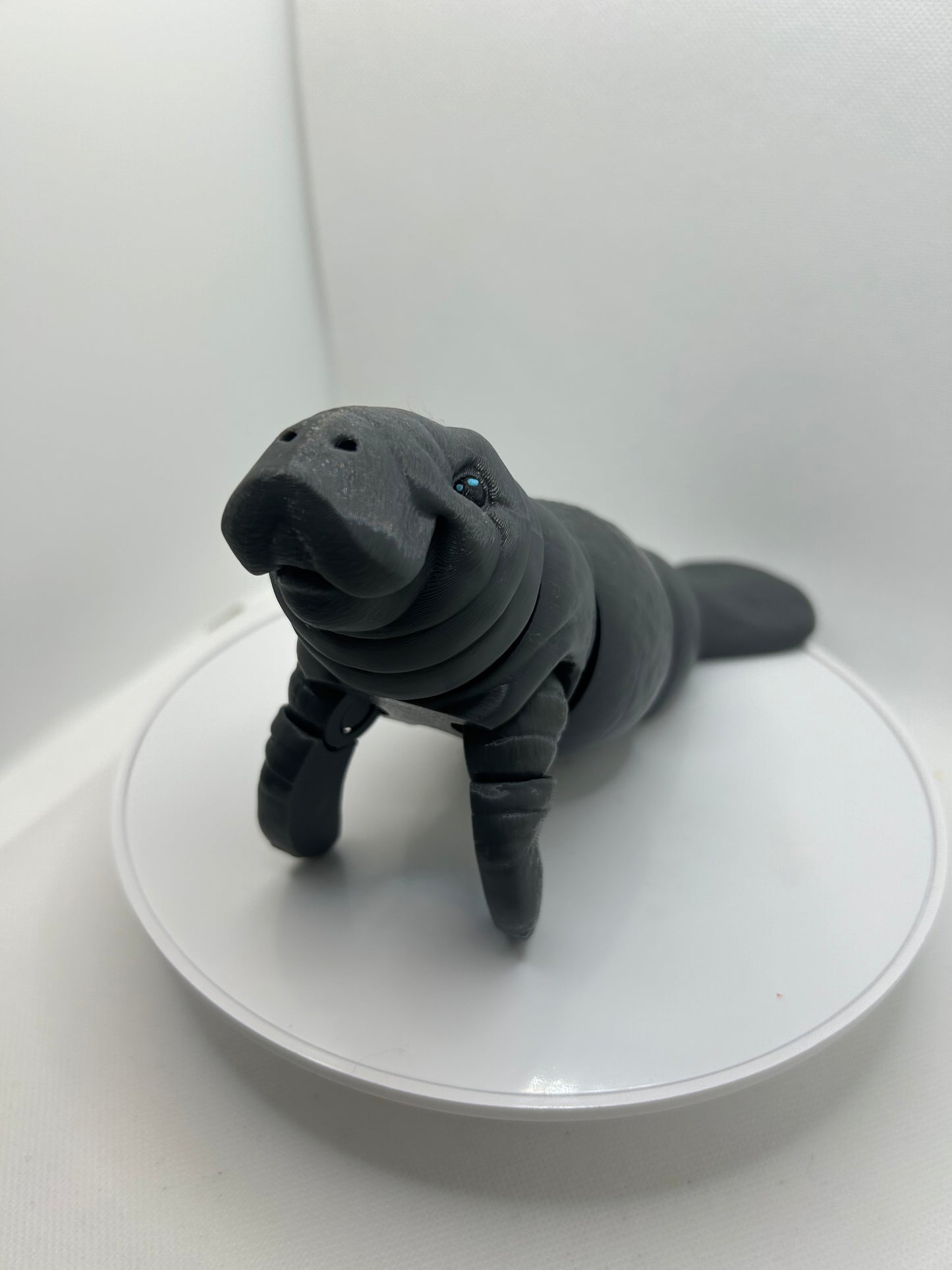 Manatee