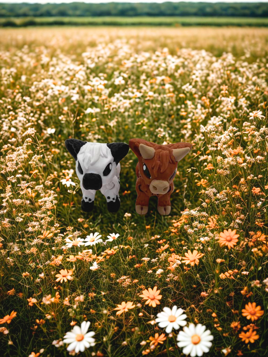 Highland Cow